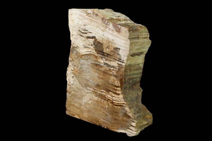 Polished Petrified Wood Stand-up - Sweethome, Oregon #162881